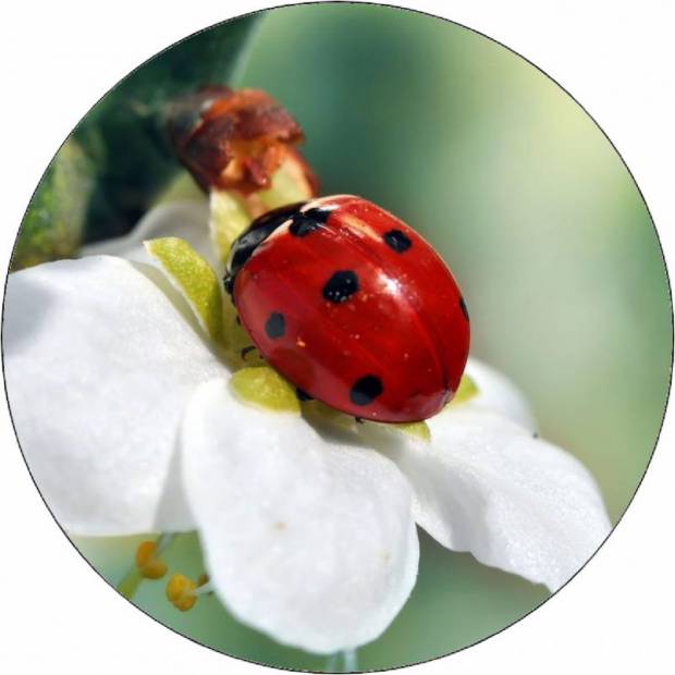 Essbarer Papier-Marienkäfer auf weißer Blume 19,5 cm