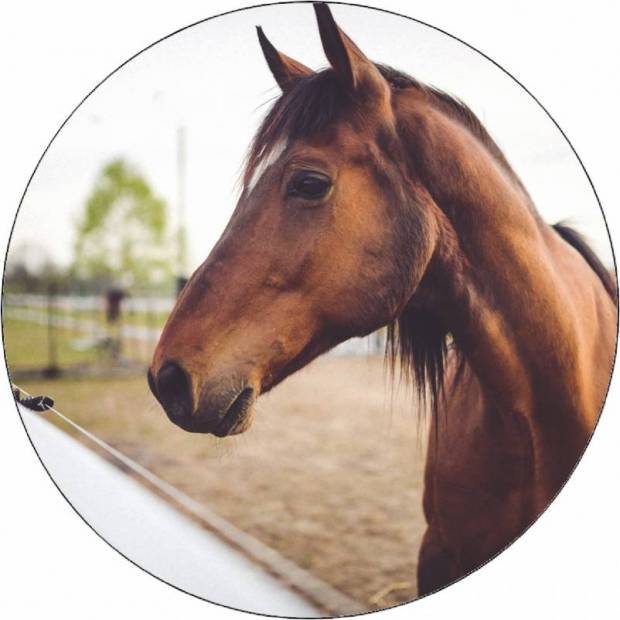 Essbares Papier braunes Pferd 19,5 cm