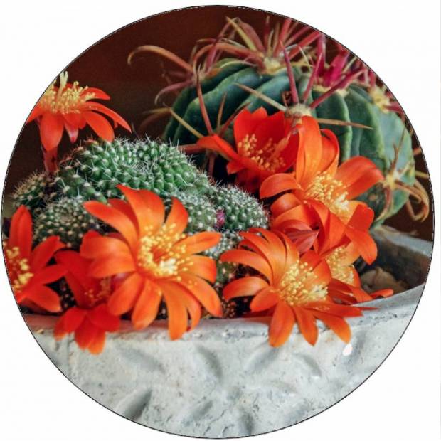 Essbarer blühender Papierkaktus 19,5 cm