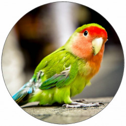 Essbares Papier kleiner Papagei 19,5 cm