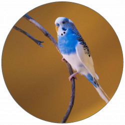 Essbares Papier blau und weiß Cherub 19,5 cm