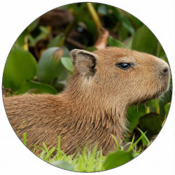 Essbares Papier-Wasserschwein im Gras 19,5 cm