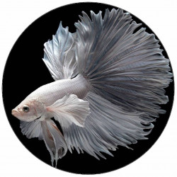 Essbarer weißer Papierschleier 19,5 cm