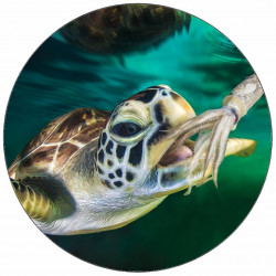 Essbare Papier-Schildkröte 19,5 cm