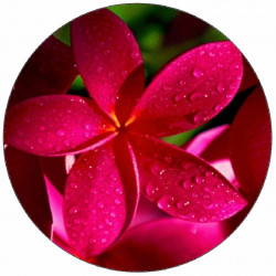 Essbares Papier rote Blume 19,5 cm