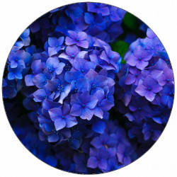 Essbares Papier blaue Hortensie 19,5 cm