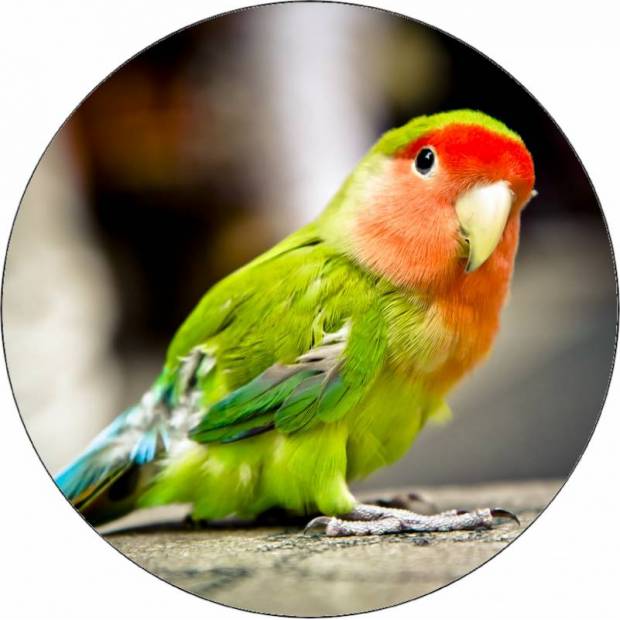 Essbares Papier kleiner Papagei 19,5 cm