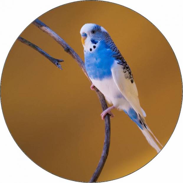 Essbares Papier blau und weiß Cherub 19,5 cm