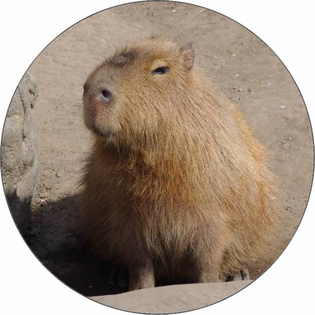 Essbares Papier-Wasserschwein 19,5 cm