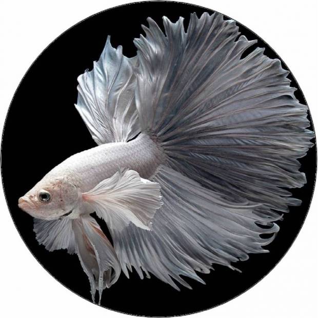 Essbarer weißer Papierschleier 19,5 cm