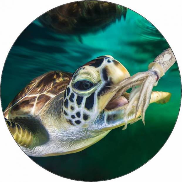 Essbare Papier-Schildkröte 19,5 cm