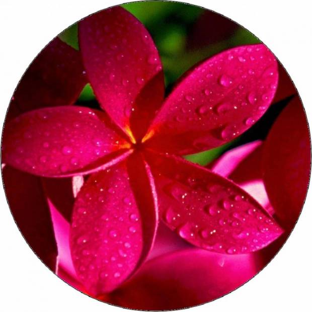 Essbares Papier rote Blume 19,5 cm