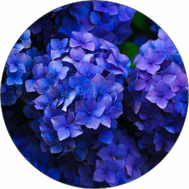 Essbares Papier blaue Hortensie 19,5 cm