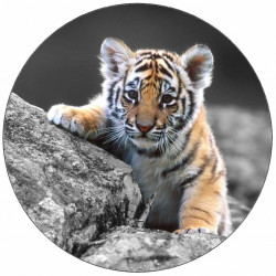 Essbares Papier-Tigerbaby 19,5 cm