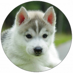Essbares Papier Husky Welpe 19,5 cm