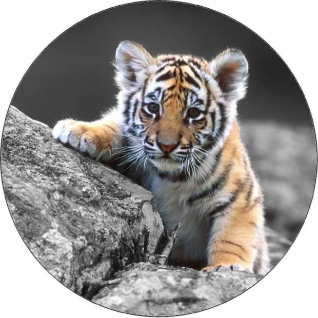 Essbares Papier-Tigerbaby 19,5 cm