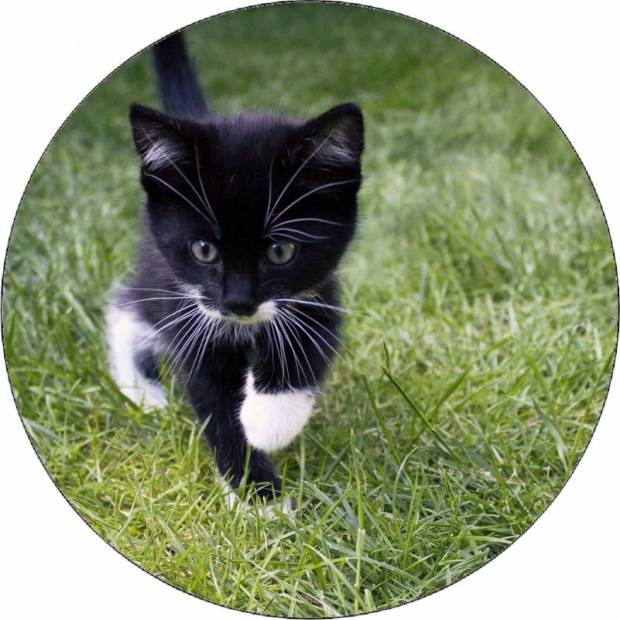 Essbares Papierkätzchen im Gras 19,5 cm