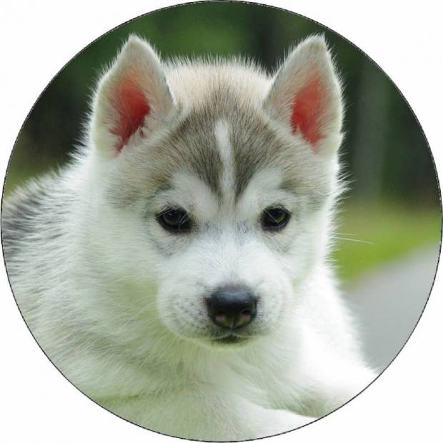 Essbares Papier Husky Welpe 19,5 cm