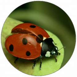 Essbarer Papier-Marienkäfer auf Blatt 19,5 cm