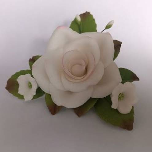 Zuckerrose - weiß, rosa Rand