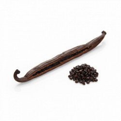 Vanille-Stech Bourbon – Gourmet / Grade A (18 cm +) 1 Stück